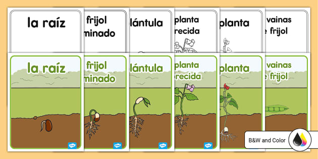 Jogo do Tapete das Cores  Download Scientific Diagram