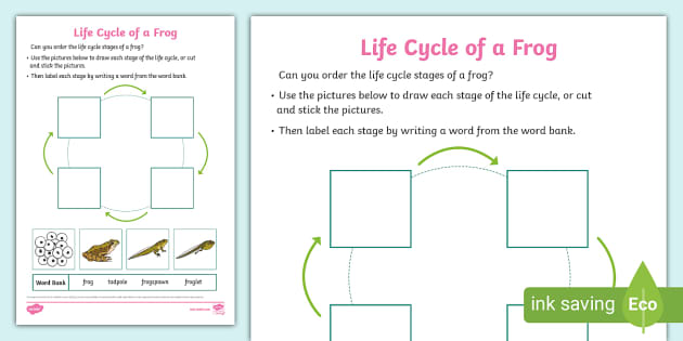 Preview of a worksheet about the life cycle of a frog.