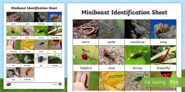 Minibeast Identification Worksheet (teacher made)