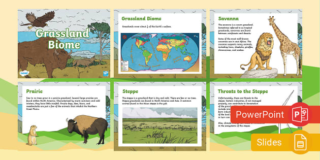 Grassland Biome PowerPoint & Google Slides (teacher made)