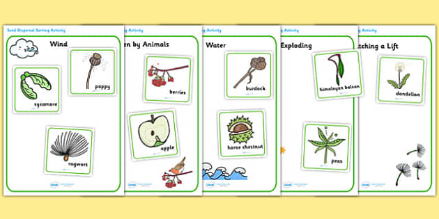 Seed Dispersal Sorting Activity - seed dispersal, seed dispersal