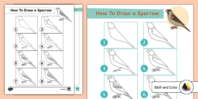 sparrow diagram