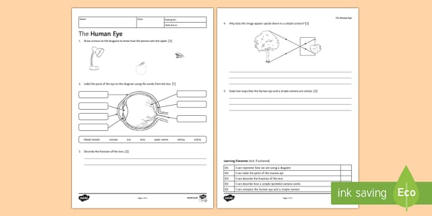 ks3 the human eye homework worksheet worksheet