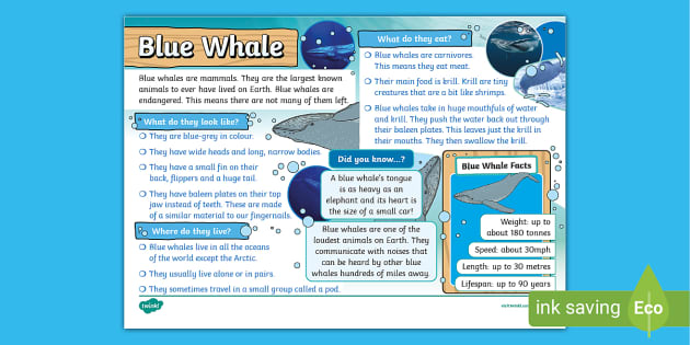 Blue Whale Fact File