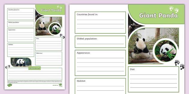 Giant Panda Fact File Template (Teacher-Made) - Twinkl