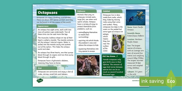 KS2 Octopus Fact File (Hecho por educadores) - Twinkl