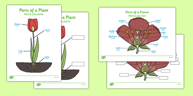 Parts of a Plant Romanian Translation (teacher made)