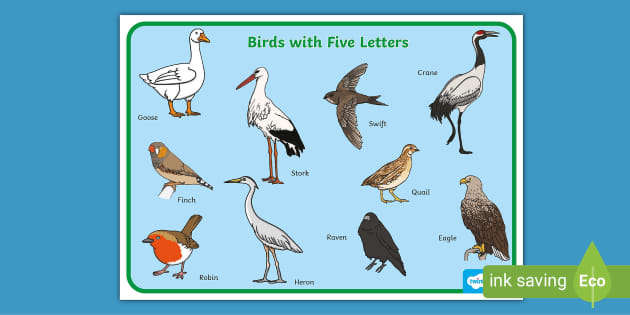 Birds with Five Letters Display Poster (teacher made)