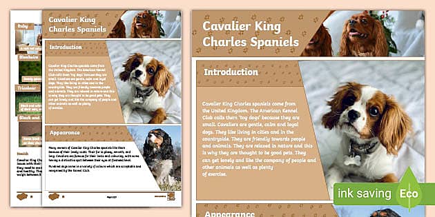 Cavalier King Charles Spaniel Reading Comprehension - Twinkl, image size:630x315