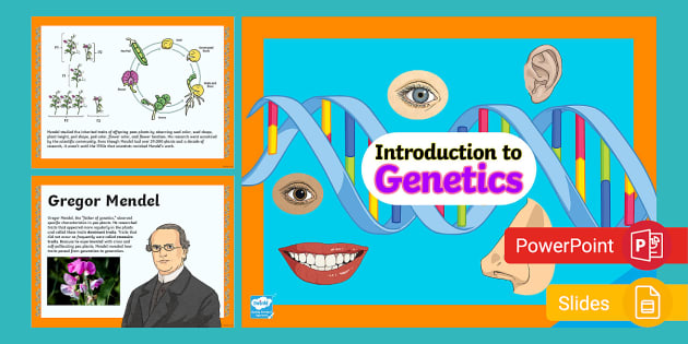 7th Grade Introduction To Genetics PowerPoint & Google Slides