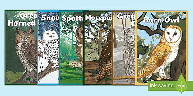 Types Of Owl Display Posters Classroom Display Resources Types Of Owl Display Posters Classroom Display Resources