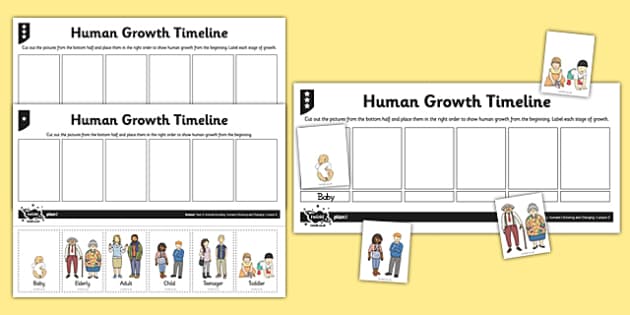 Human Growth Timeline Worksheet / Activity Sheet - human growth