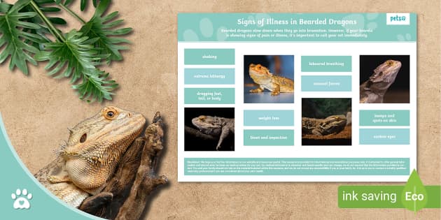 Signs Of Illness In Bearded Dragons Display Poster Signs Of Illness In Bearded Dragons Display Poster