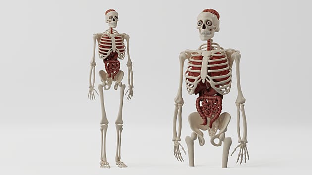 3D Model: Human Body - Human Skeleton with Organs - Twinkl