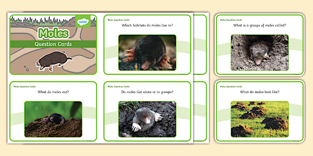 KS1 Moles Question Cards - KS1 (teacher made) - Twinkl