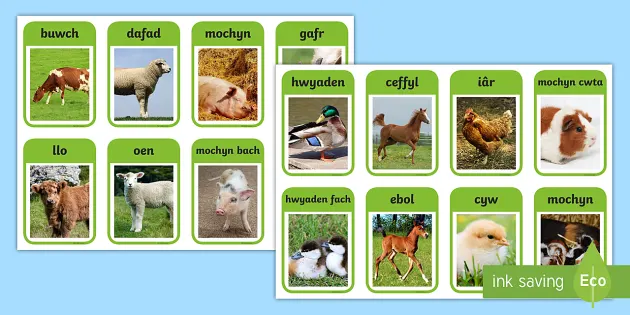 Cardiau Fflach Anifieiliaid Fferm/Farm Animal Flashcards Welsh