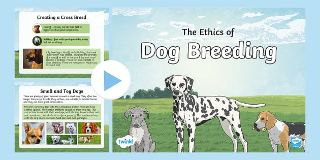 KS2 National Pet Month: The Ethics Of Dog Breeding PowerPoint