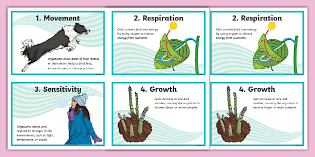 Intermediate Phase Life Processes Fact Cards - Twinkl