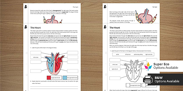 The Heart Worksheets - Differentiated | KS3 Science | Beyond
