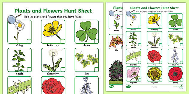 free garden plants and flowers hunt sheet teaching resources