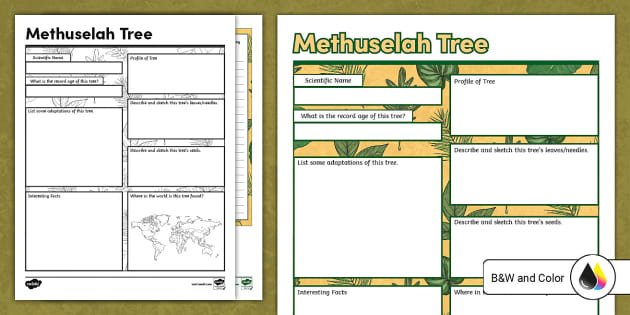 Methuselah Tree Graphic Organizer Research Writing Page for 6th 8th Grade