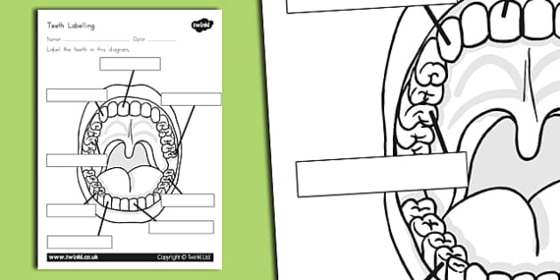 Teeth Labelling Worksheet (teacher made) - Twinkl