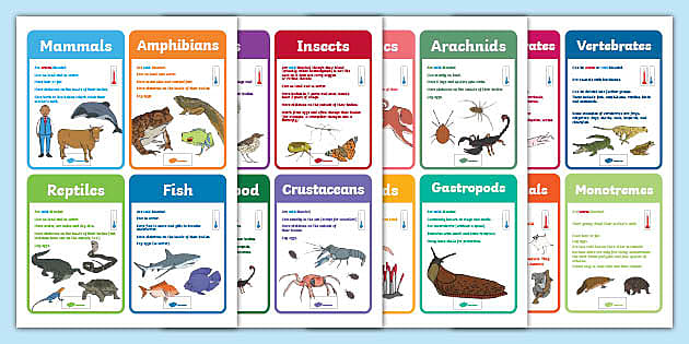 Animal Groups Classification Cards (teacher made) - Twinkl