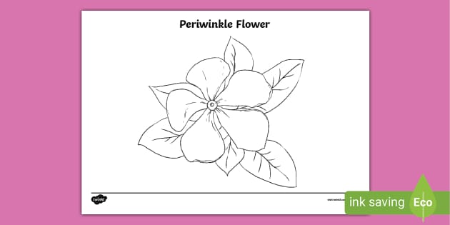 Periwinkle | Original Botanical Drawing – Carmen Hui Art