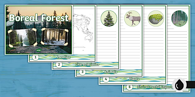 Boreal Forest Flipbook (teacher made) - Twinkl