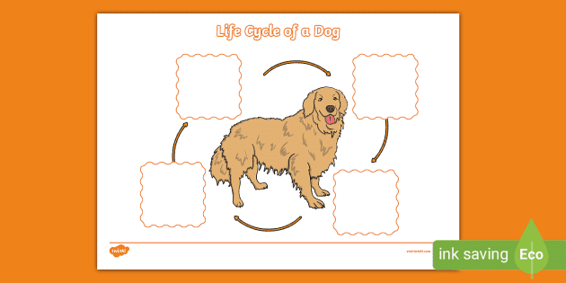 Life cycle of deals a dog ks2