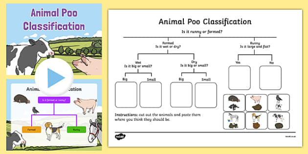 This brilliant classification pack focuses on different types of animal poo...