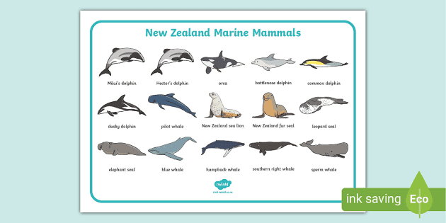 New Zealand Marine Mammals Word Mat (teacher made) - Twinkl
