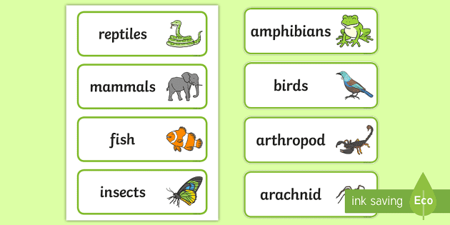 Types of Animals Word Cards - vocab cards types of animals