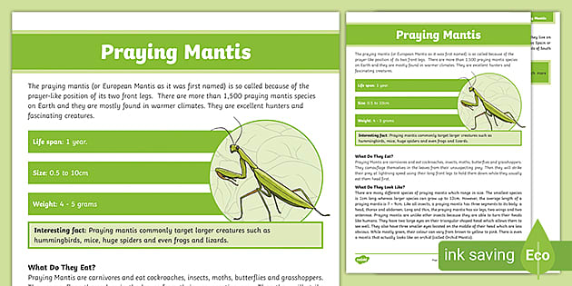 Praying Mantis Fact File (Teacher-Made) - Twinkl