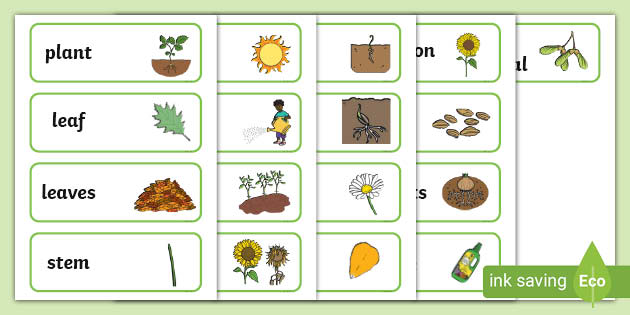 Plants Vocabulary Cards