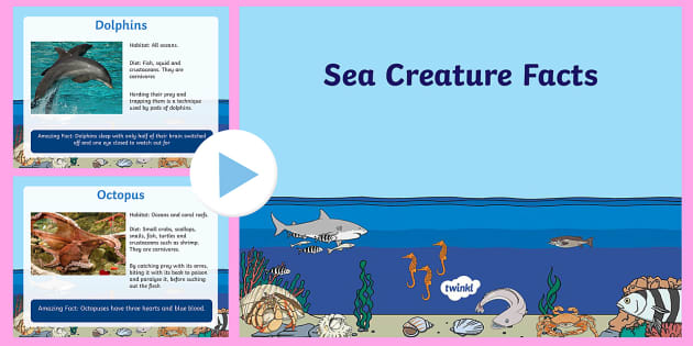 Ocean Animals Fact PowerPoint (teacher made) - Twinkl