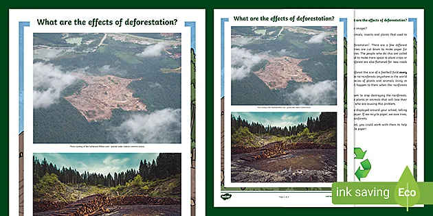 Effects of Deforestation