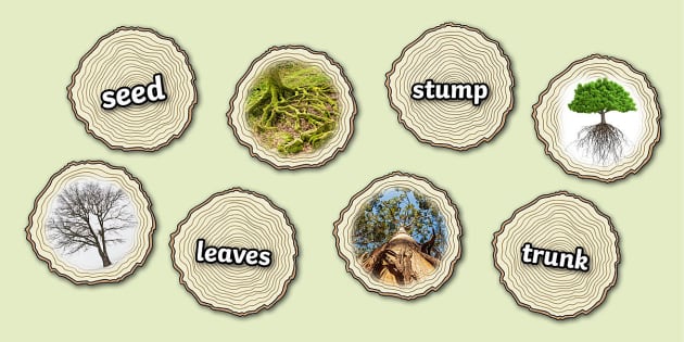 Tree Vocabulary and Display Images (teacher made) - Twinkl