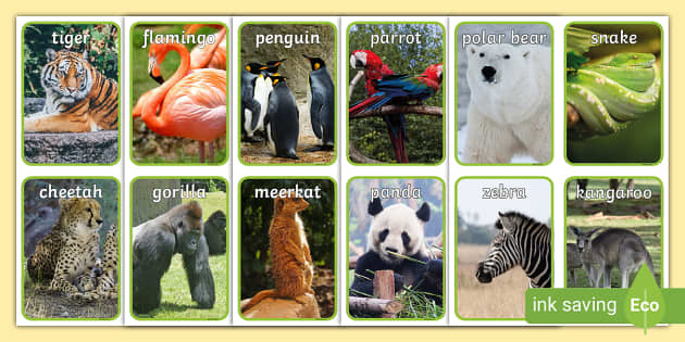 Land Animals Photo Flashcards (teacher made) - Twinkl