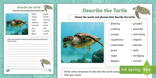 Describe the Turtle Writing Activity (teacher made) - Twinkl