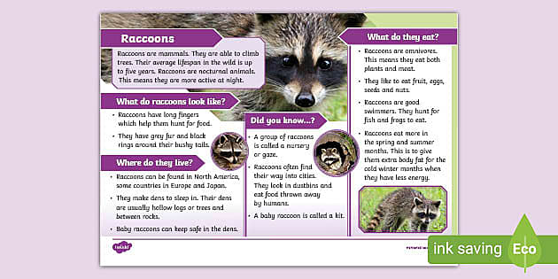 Raccoons KS1 Fact File Mammals teacher Made Twinkl