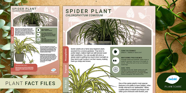 Spider Plant 'Irish