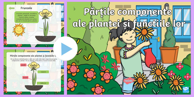 Părțile componente ale plantei și funcțiile lor - Prezentare PowerPoint