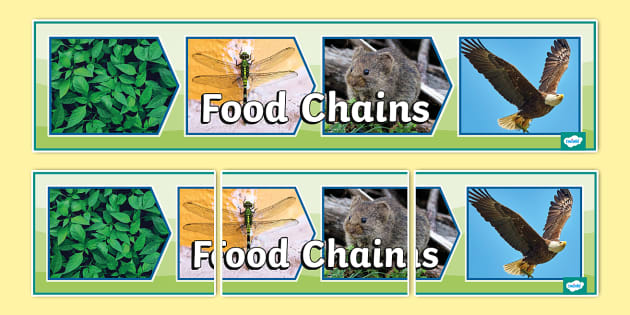 Food Chains Photo Display Banner (teacher made) Biology Diagrams