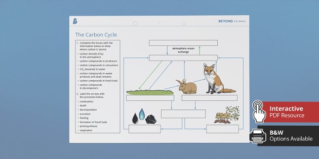 carbon dioxide cycle worksheet