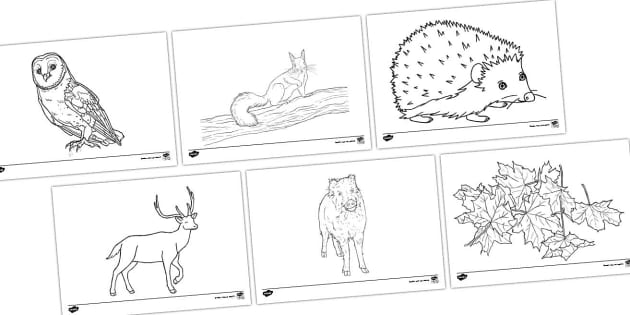 Cadeaux CE - Livre de coloriage animaux personnalisé