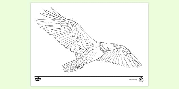 flying eagle colour drawing
