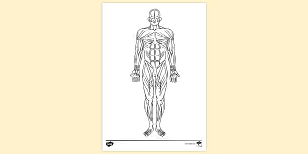 Labelled Diagram Of Muscular System PNG Image  Transparent PNG Free  Download on SeekPNG