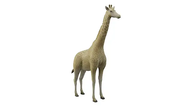 3D Model: Mammals - Giraffe (teacher made) - Twinkl