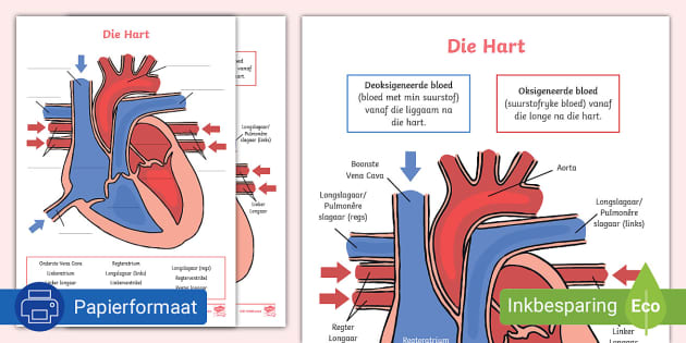 Sirkulasiestelsel Die Hart Diagram Aktiwiteit Sirkulasiestelsel Die Hart Diagram Aktiwiteit